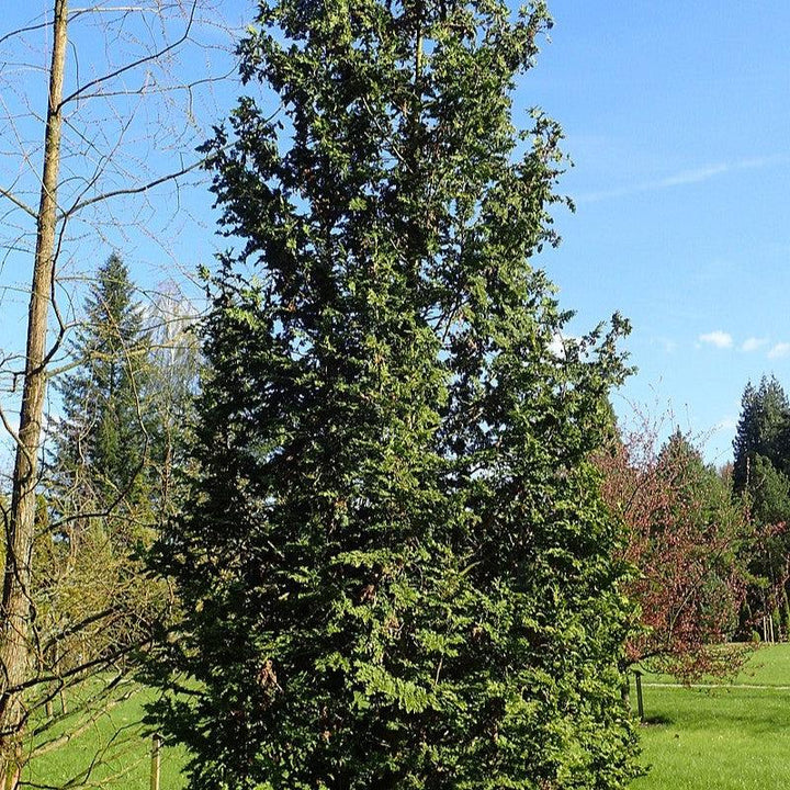 Thuja occidentalis 'Spiralis' ~ Spiralis Arborvitae