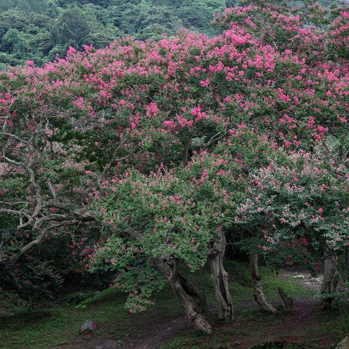 Lagerstroemia indica ~ Crape Myrtle