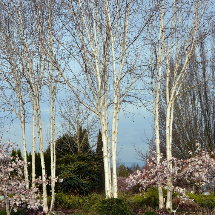 Betula jacquemontii ~ Himalayan Birch