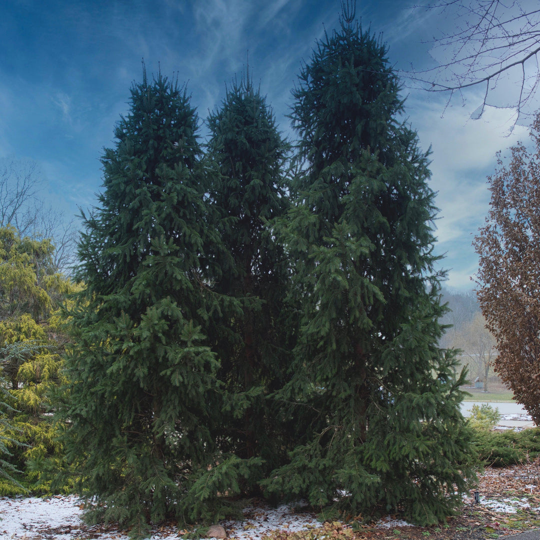 Picea abies 'Cupressina' ~ Columnar Norway Spruce, Fastigate Norway Spruce