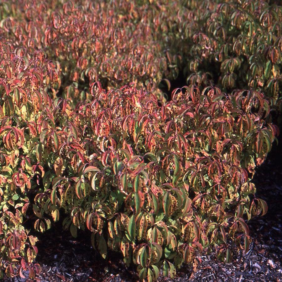 Cornus sericea 'Kelseyi' ~ Kelseyi Red Twig Dogwood