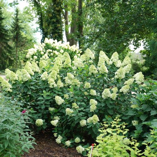 Hydrangea 'Limelight Prime'