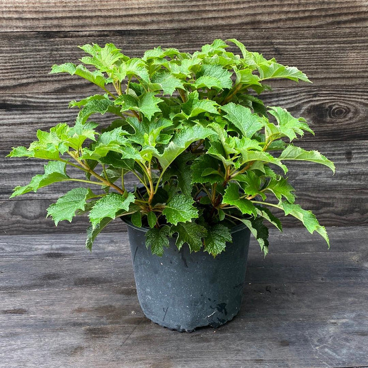 Hydrangea Oakleaf 'Ruby Slippers'