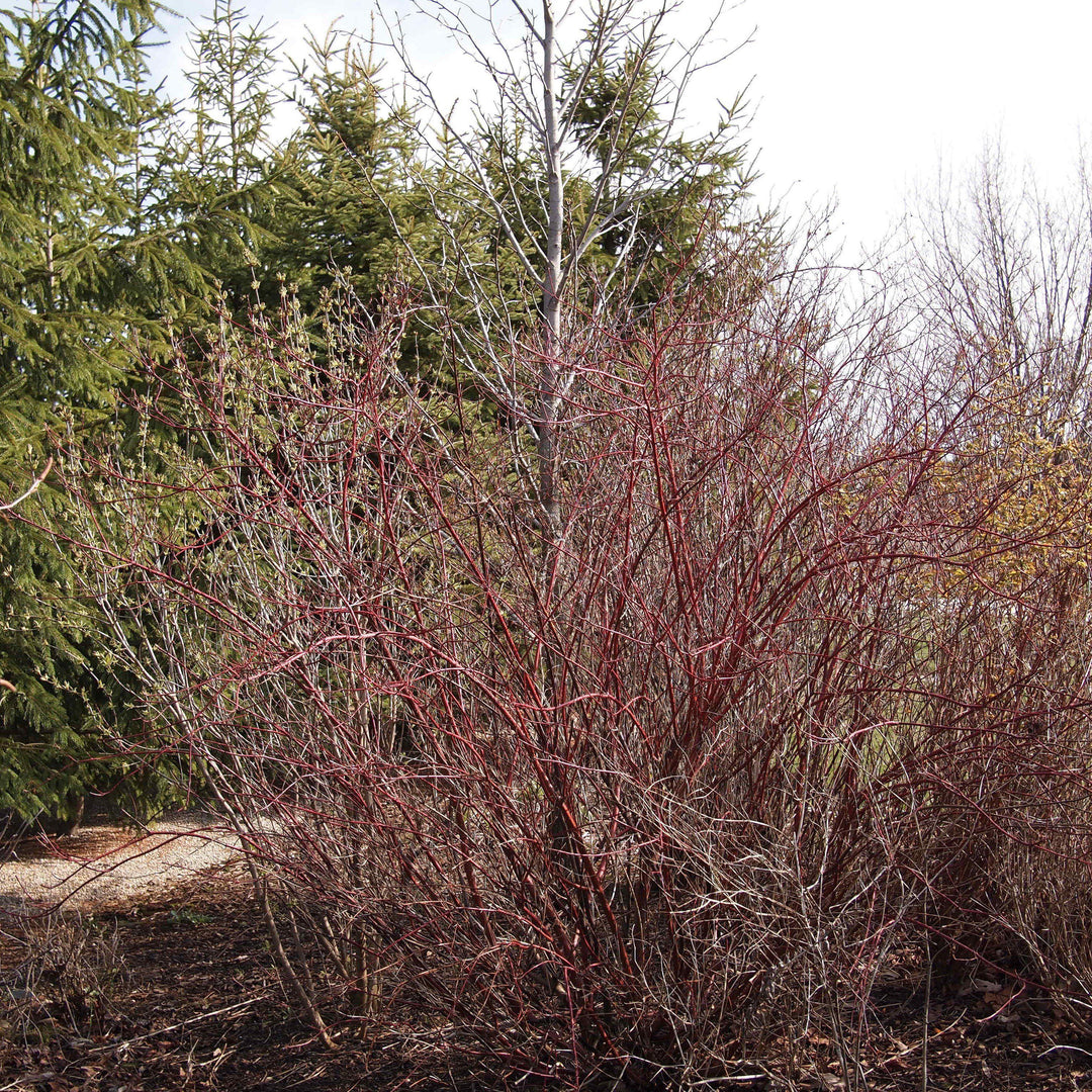 Cornus sericea 'Baileyi' ~ Baileyi Red Twig Dogwood