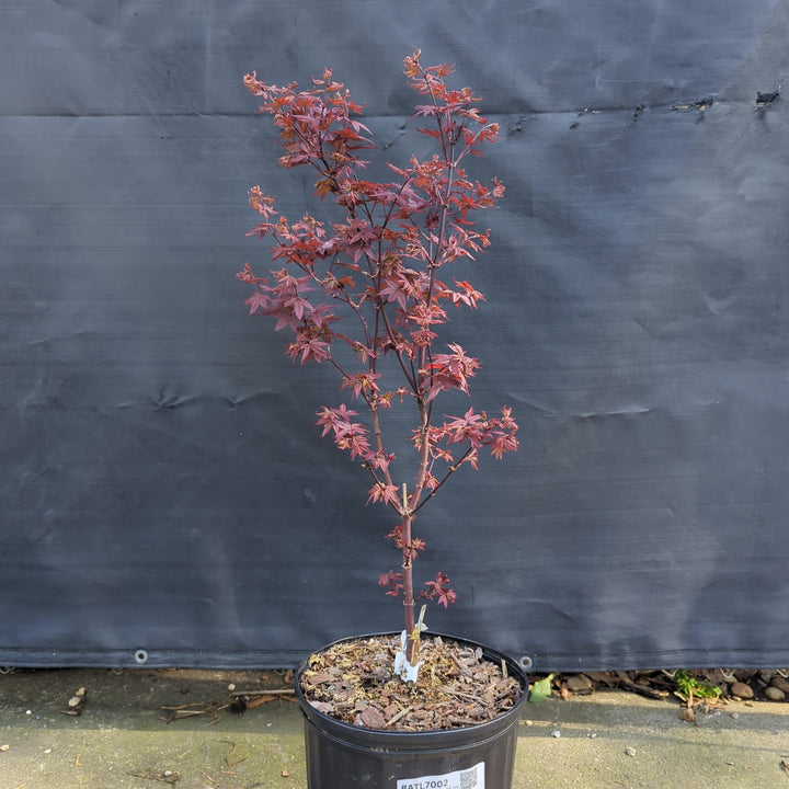 Acer palmatum 'Twombly's Red Sentinel' ~ Twombly's Japanese Maple