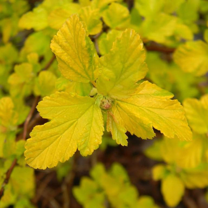 Physocarpus opulifolius 'Podaras 3' ~ Gumdrop™ Lemon Candy™ Ninebark