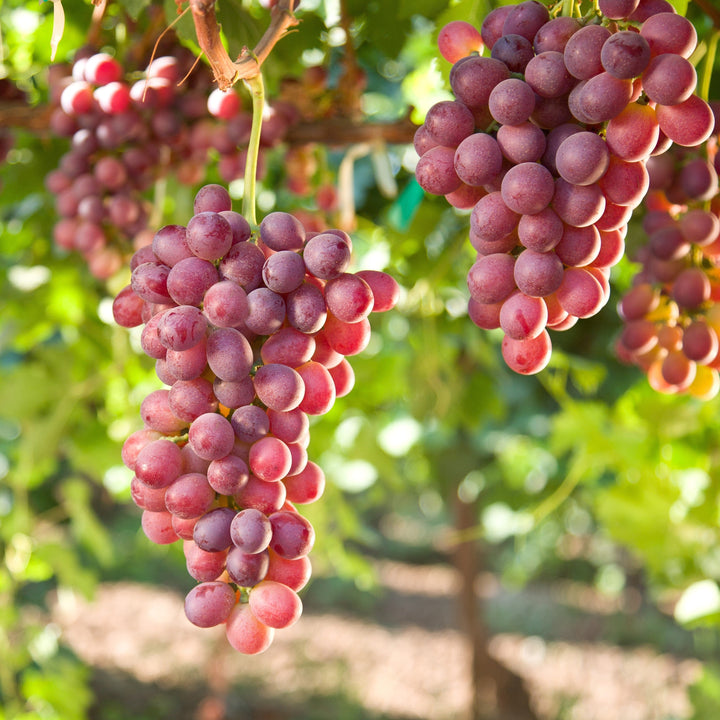 Vitis ~ Grapes, Red Seedless