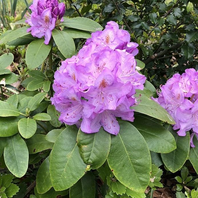 Rhododendron 'Minnetonka' ~ Minnetonka Rhododendron