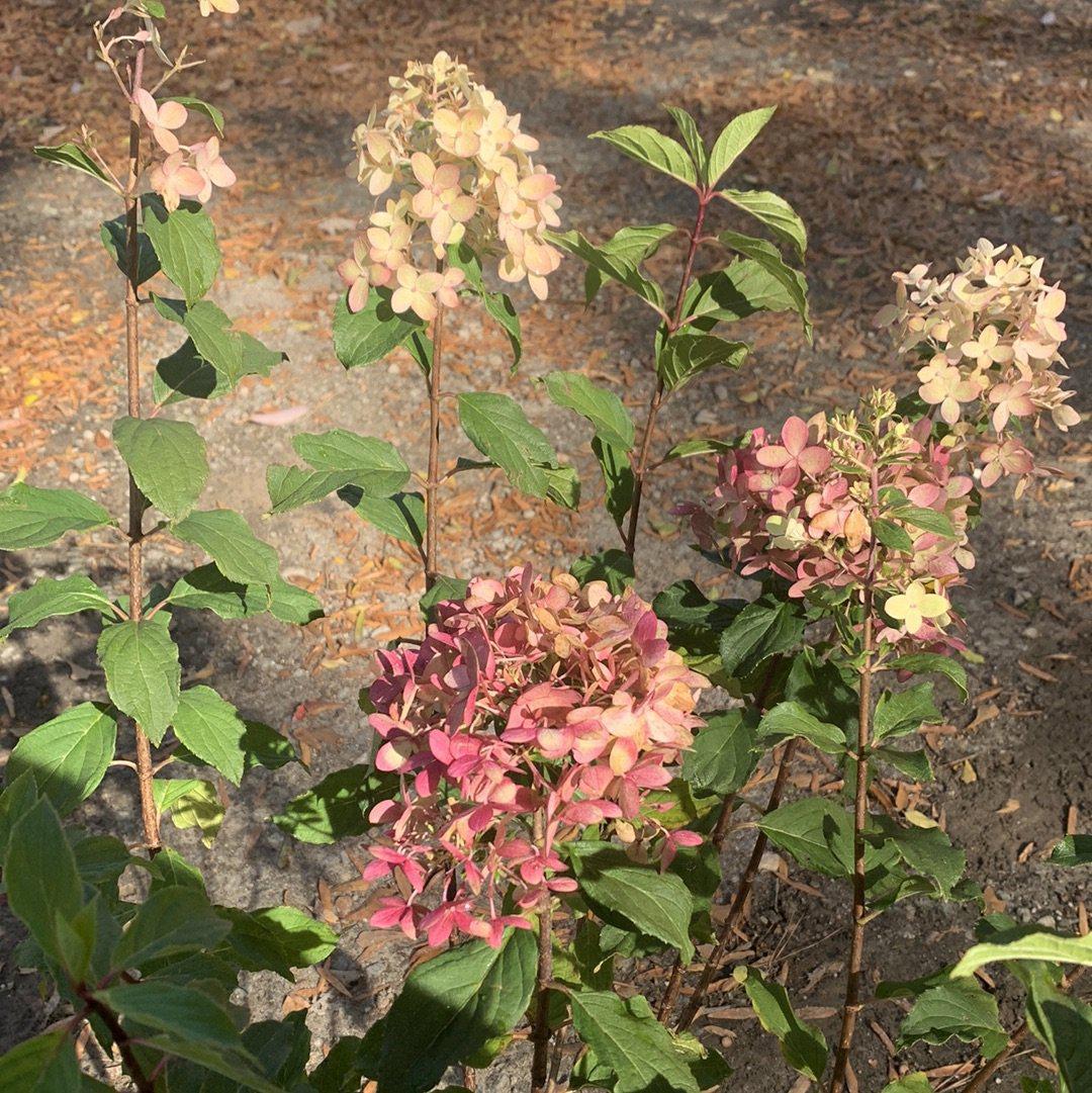 Hydrangea 'Limelight Prime'