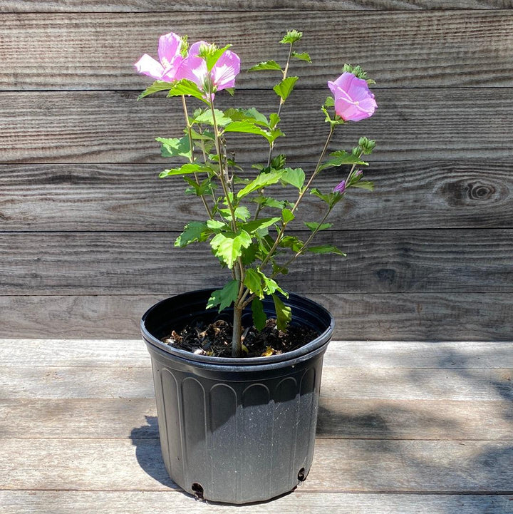 Hibiscus syriacus 'Minerva' ~ Minerva Rose of Sharon