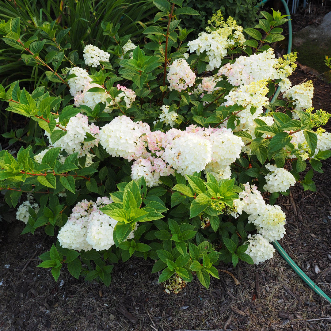 Hydrangea 'Strawberry Sundae'