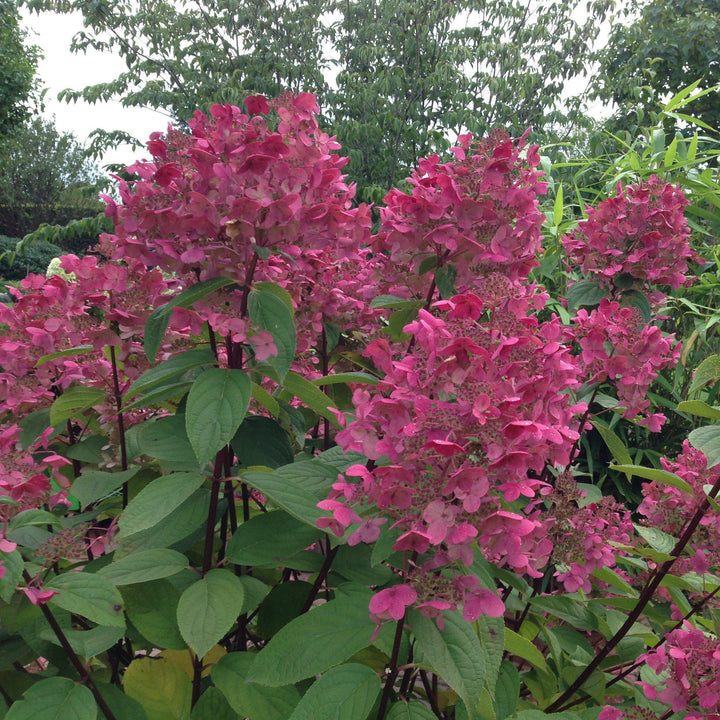 Hydrangea 'Fire Light'