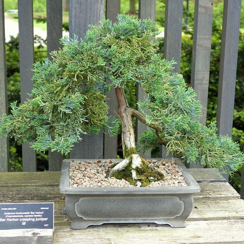 Juniperus horizontalis 'Bar Harbor' ~ Bar Harbor Juniper