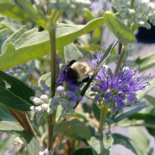 Caryopteris × clandonensis 'Dark Knight' ~ Dark Knight Bluebeard