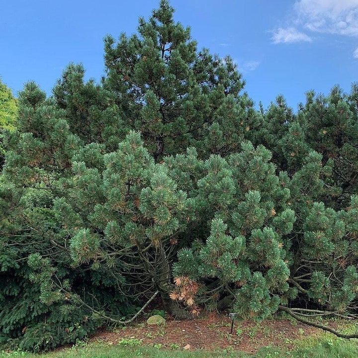 Pinus mugo ~ Mugo Pine