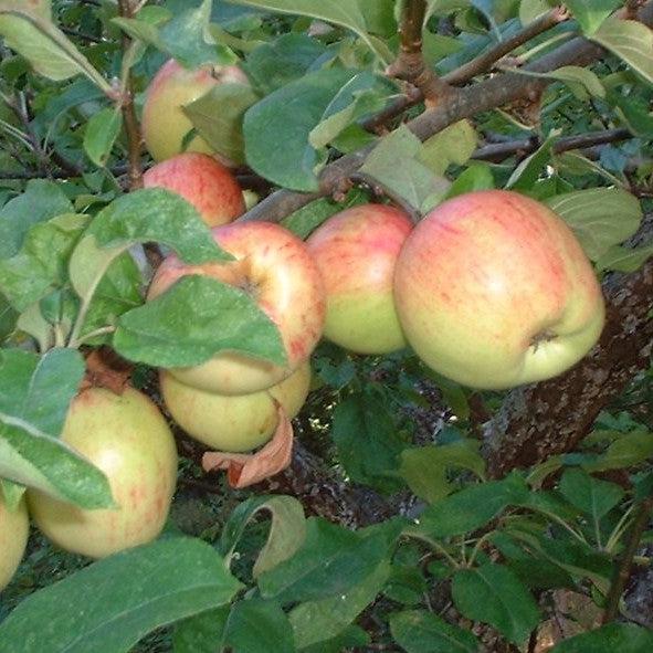 Malus 'Gravensteiner' ~ Gravensteiner Apple