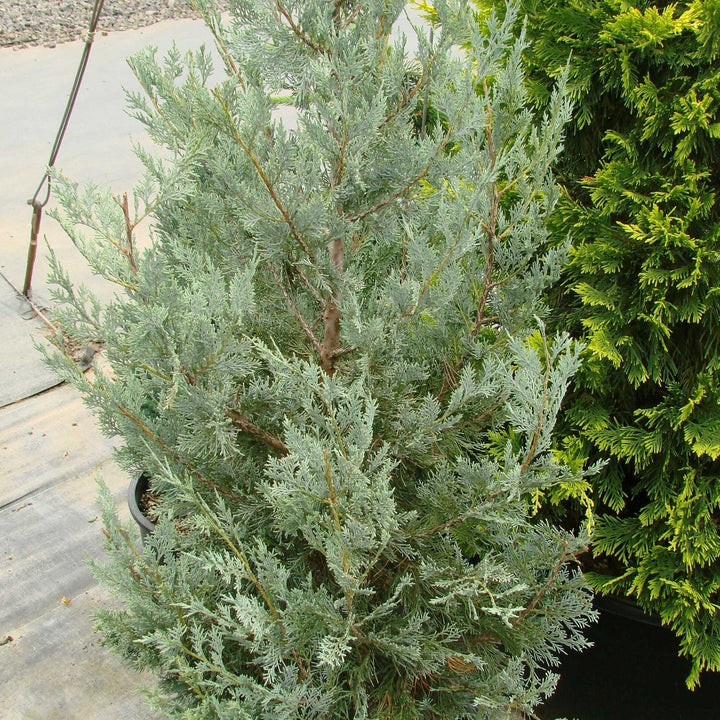 Juniperus scopulorum 'Wichita Blue' ~ Wichita Blue Juniper