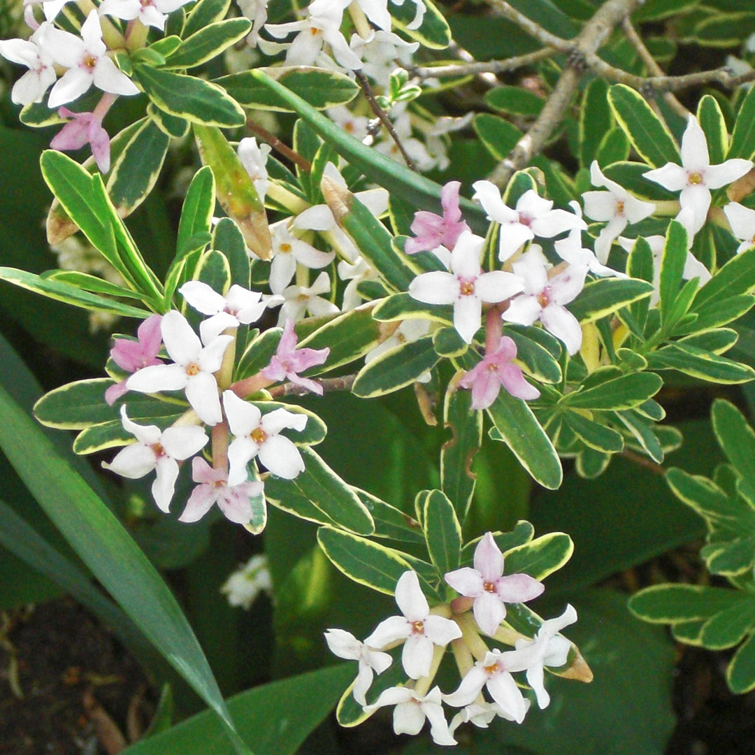 Daphne x burkwoodii 'Carol Mackie' ~ Carol Mackie Daphne