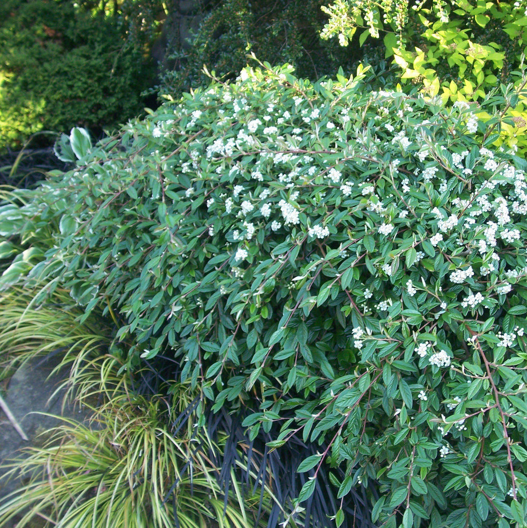 Cotoneaster sal. 'Repandens' ~ Willowleaf Cotoneaster