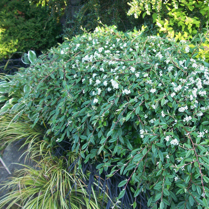 Cotoneaster sal. 'Repandens' ~ Willowleaf Cotoneaster