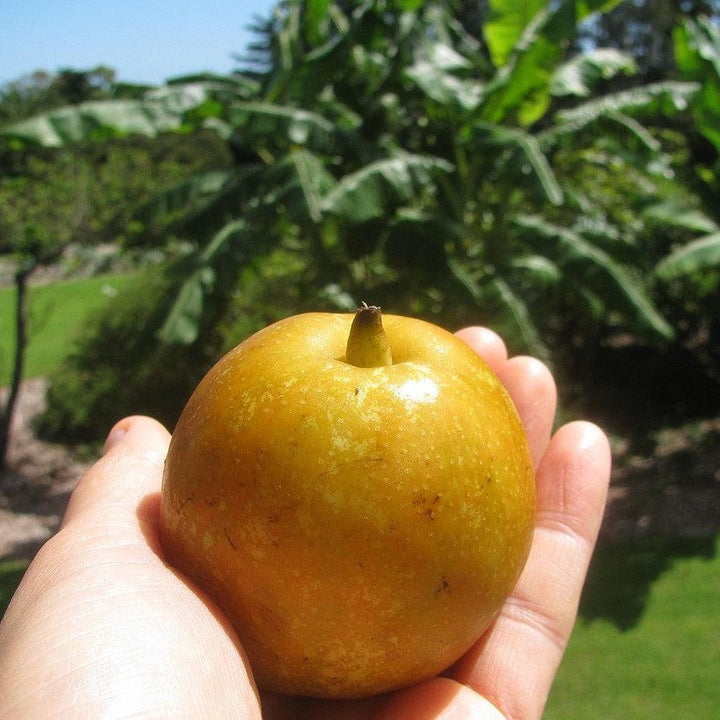 Pyrus pyrifolia 'Shinseiki' ~ Shinseiki Asian Pear