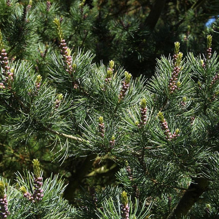 Pinus parviflora ~ Japanese White Pine