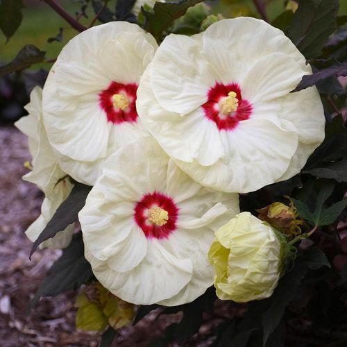 Hibiscus 'French Vanilla' PP33181 ~ Summerific® French Vanilla Hibiscus