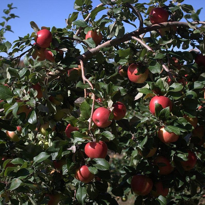 Malus pumila 'Honeycrisp' ~ Honeycrisp Apple