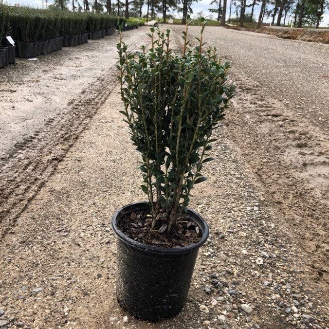 Ilex crenata 'Sky Pencil' ~ Sky Pencil Japanese Holly