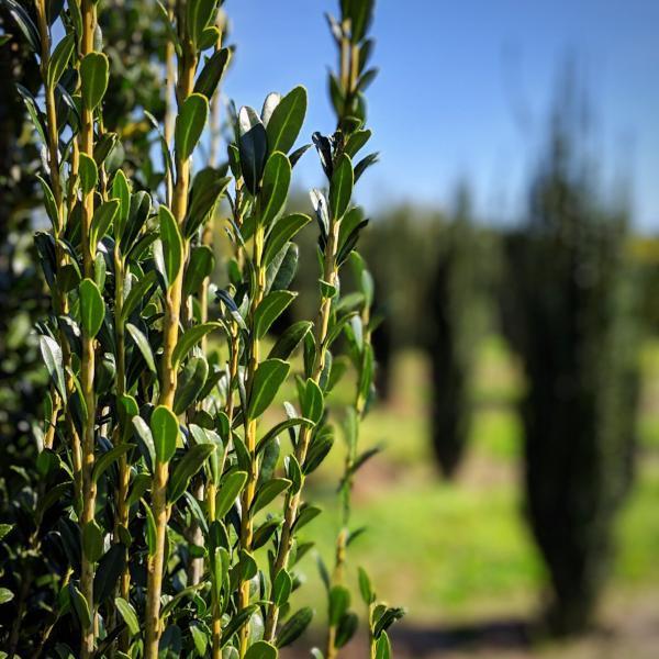 Ilex crenata 'Sky Pencil' ~ Sky Pencil Japanese Holly