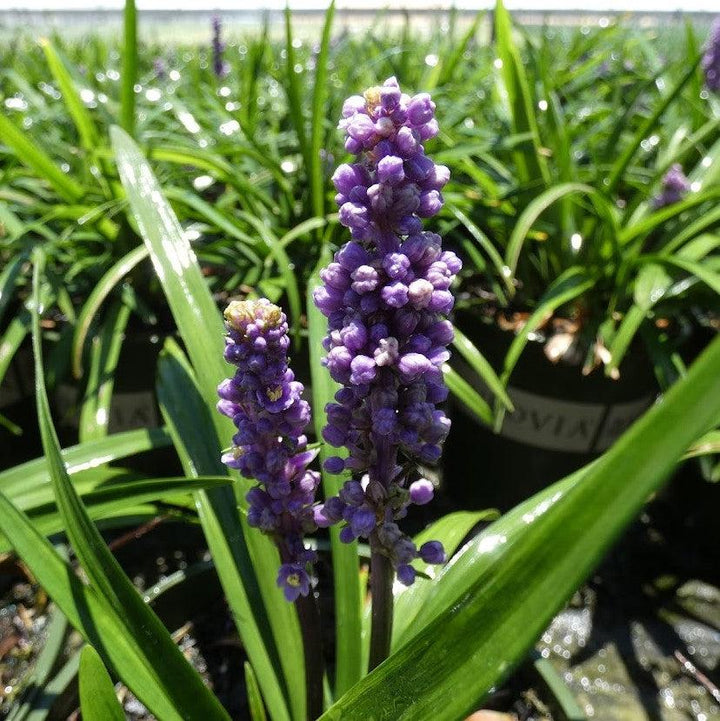 Liriope muscari 'EXC 051' PP #21,352 ~ Purple Explosion™ Lily Turf