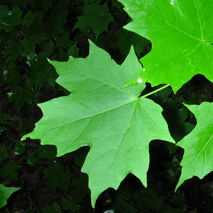 Acer saccharum ~ Sugar Maple