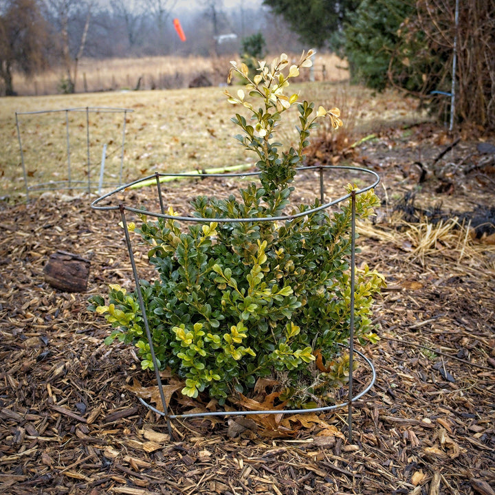 Buxus microphylla var. japonica 'Green Beauty' ~ Green Beauty Boxwood