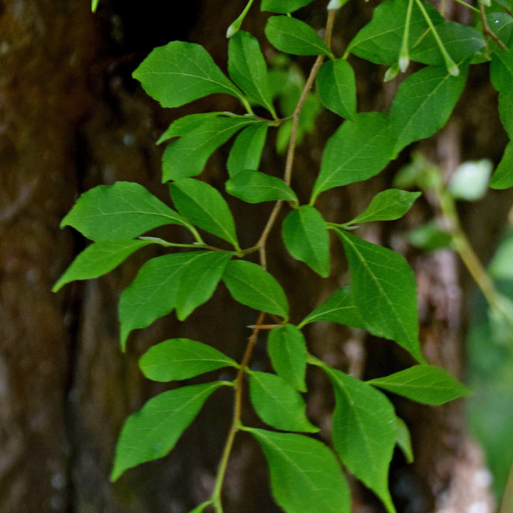 Styrax japonicus 'JL Weeping' ~ Marley's Pink® Weeping Japanese Snowbell