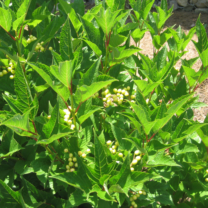 Viburnum trilobum ‘Wentworth’ ~ Wentworth Viburnum