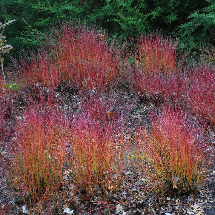 Cornus sericea 'Kelseyi' ~ Kelseyi Red Twig Dogwood