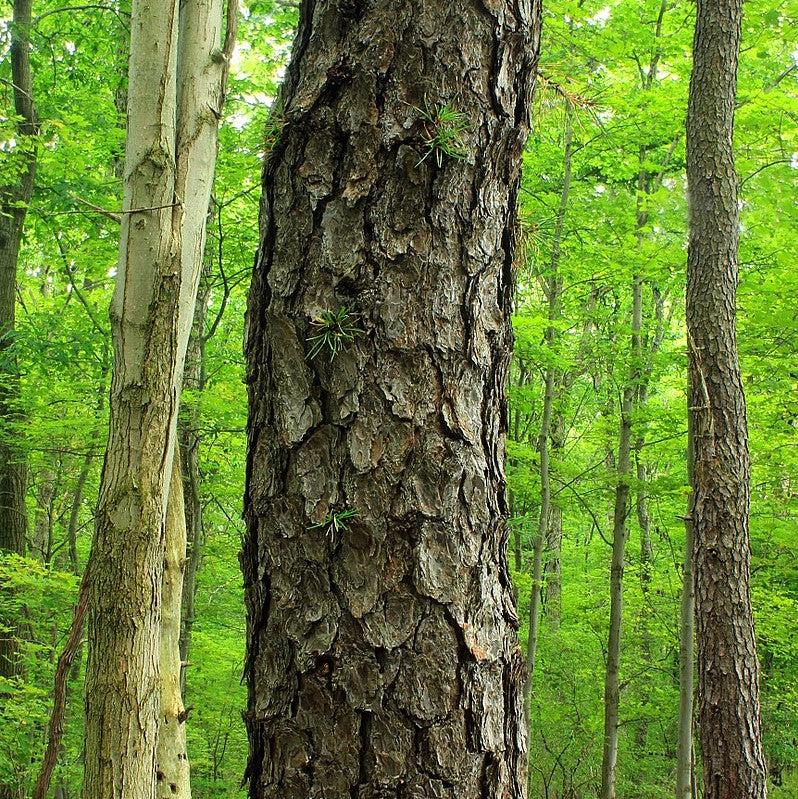 Pinus rigida ~ Pitch Pine