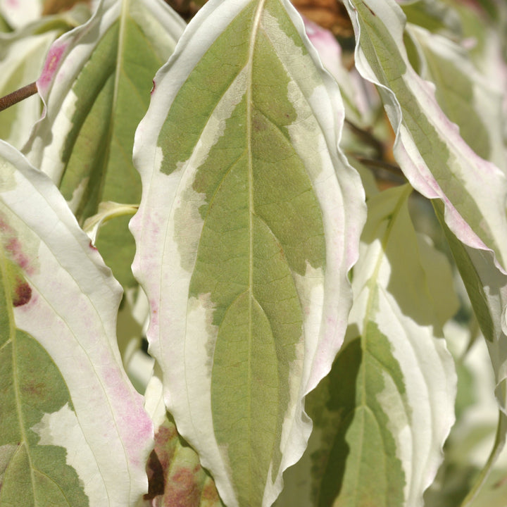 Cornus kousa 'Summer Fun' ~ Summer Fun Dogwood