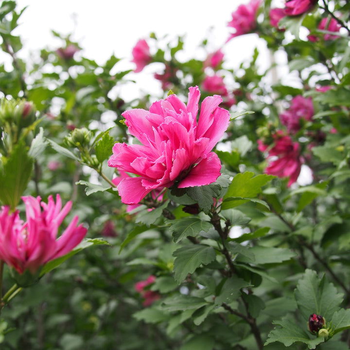 Hibiscus syriacus 'Lucy' ~ Lucy Hibiscus