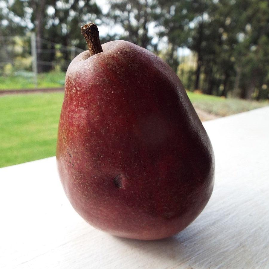 Pyrus communis 'Red D'Anjou' ~ Red D'Anjou Pear