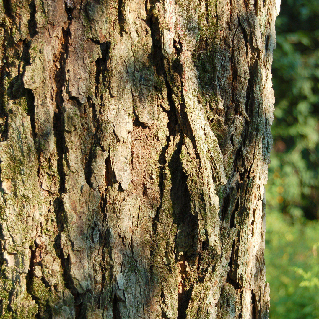 Acer rubrum ~ Red Maple