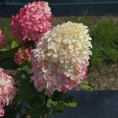 Hydrangea  'Quick Fire Fab'