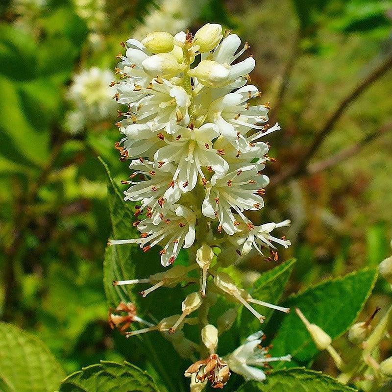 Clethra alnifolia ~ Summersweet, Sweet Pepperbush