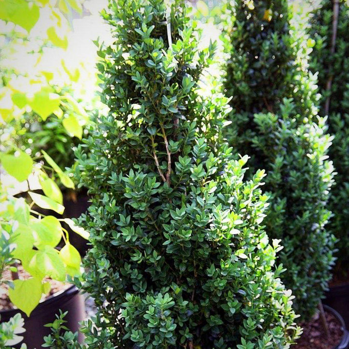 Buxus sempervirens 'Dee Runk' ~ ‘Dee Runk’ Boxwood