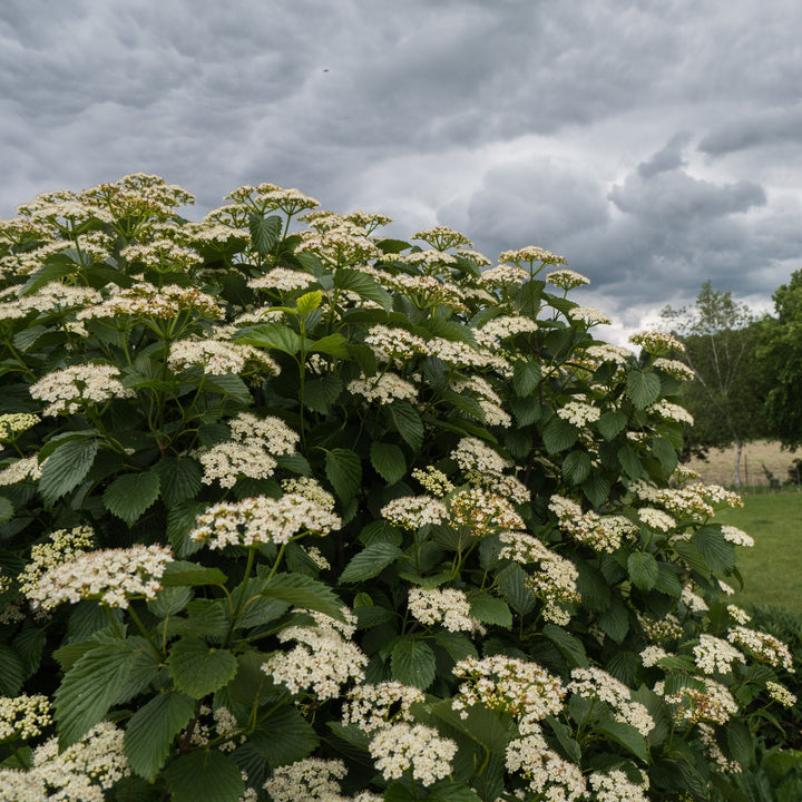 Viburnum dentatum 'Ralph Senior' ~ Autumn Jazz® Viburnum