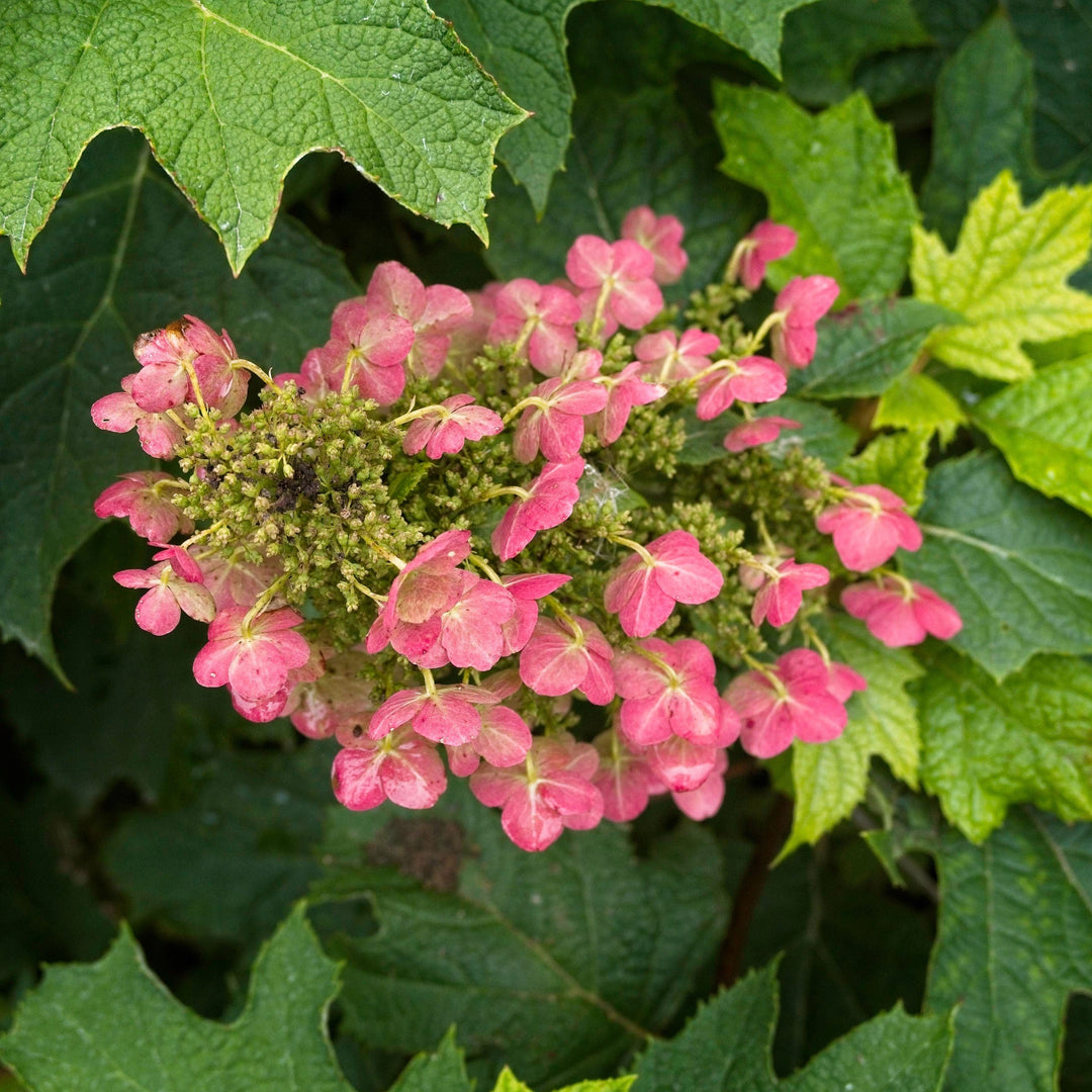 Hydrangea Oakleaf 'Ruby Slippers'