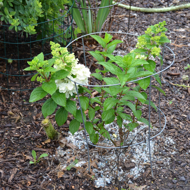 Hydrangea paniculata ‘Kolmakilima’ ~ Lava Lamp® Moonrock® Hydrangea