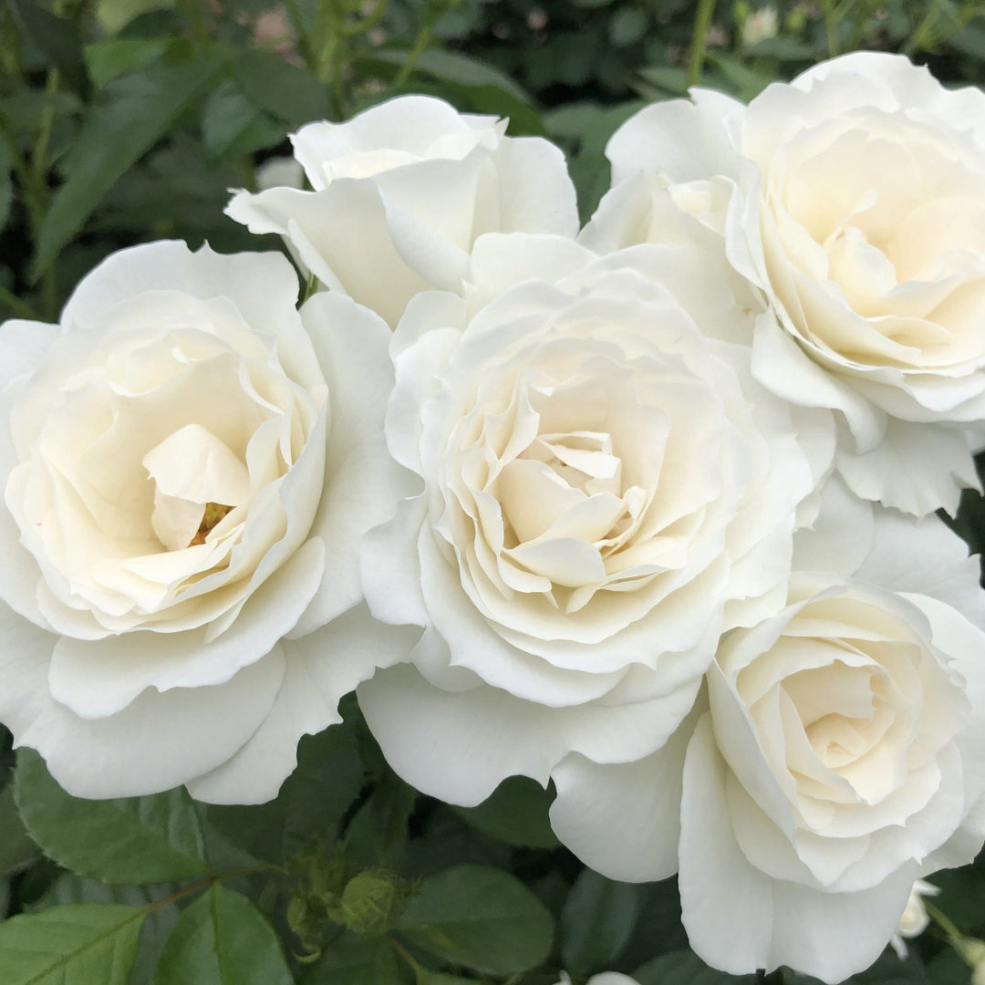 Rosa 'KORfloci111' ~ Veranda® White Rose