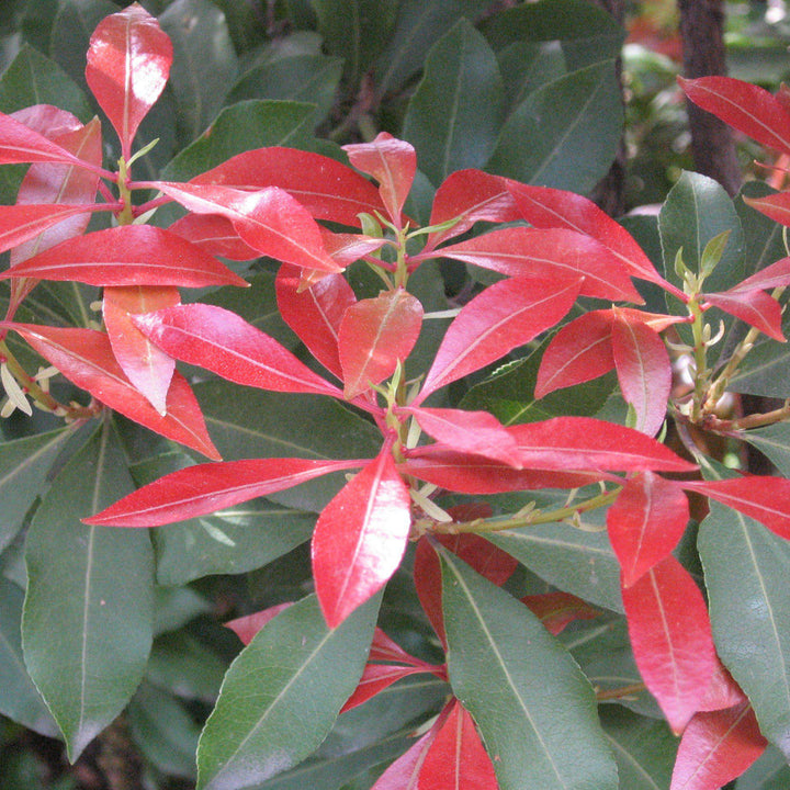 Andromeda 'Mountain Fire' ~ Mountain Fire Pieris