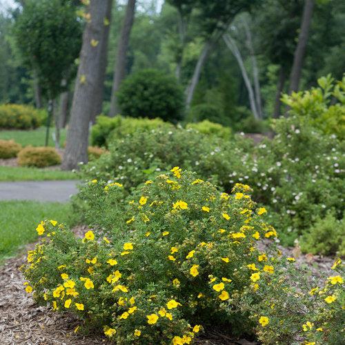 Potentilla fruticosa 'Lundy' ~ Happy Face® Yellow Potentilla